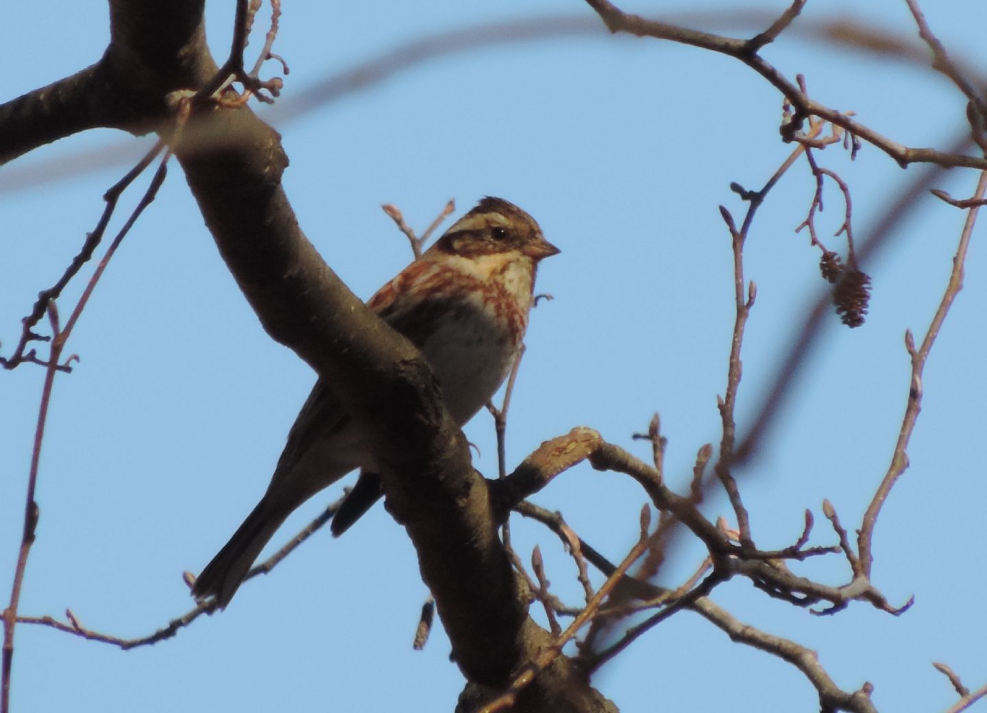 Un raro migratore: Zigolo boschereccio (Emberiza rustica)